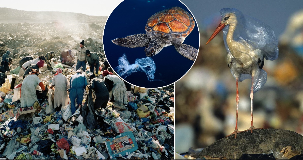 Каковы причины и последствия распространения пластика в окружающей среде?